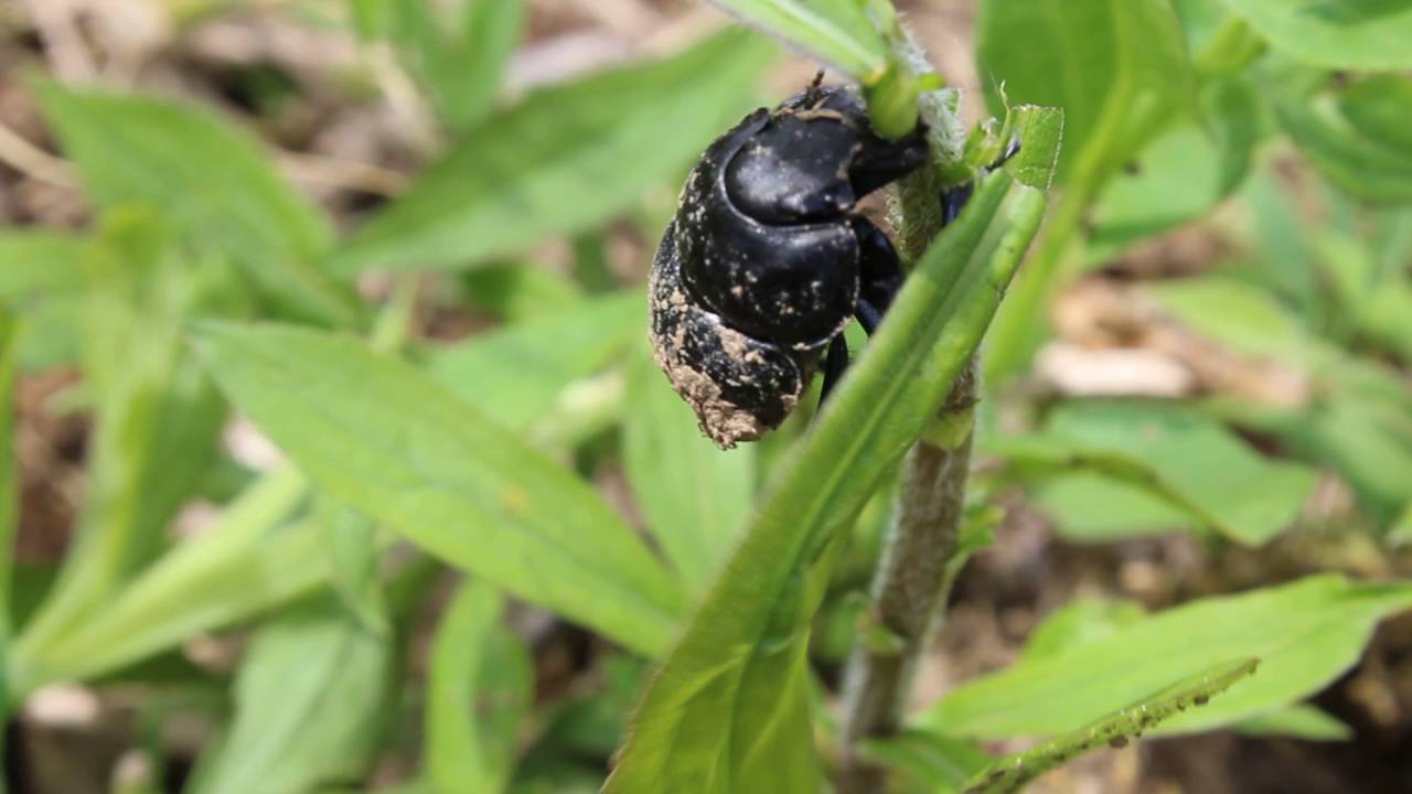 Lethrus apterus female cutting a Solidago