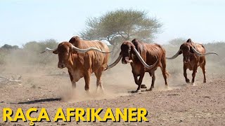 RAÇA AFRIKANER - A melhor raça da África do Sul!!