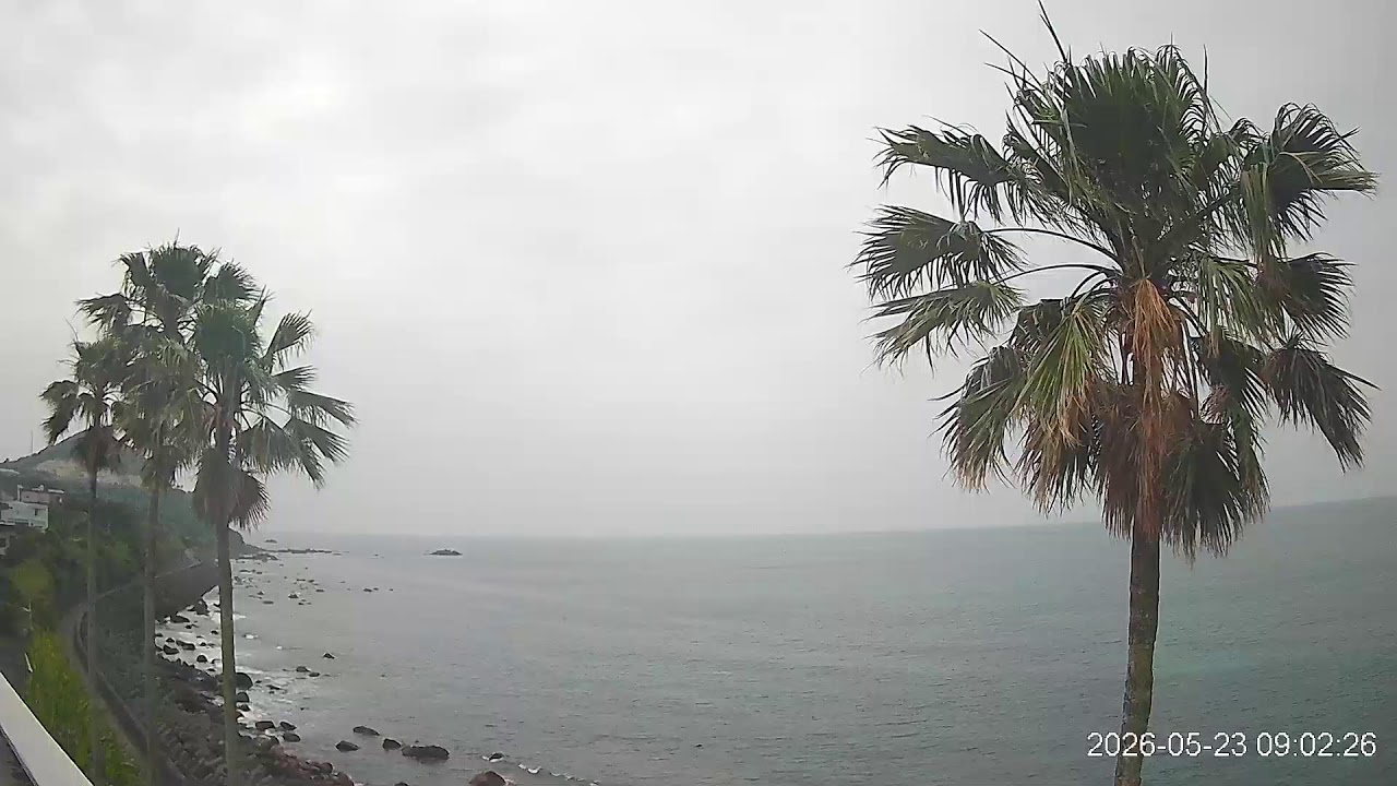 ヤッシーファミリー🌴🌴🌴🌴応援カメラ(鹿児島県枕崎市)フッキー🙋♂️👋もたまに・・・