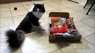 Anakin The Two Legged Cat's KitNipBox of Toys & Treats by Anakin The Two Legged Cat 10,081 views 9 years ago 2 minutes, 27 seconds