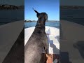 #fyp #dream #vlog #sailing