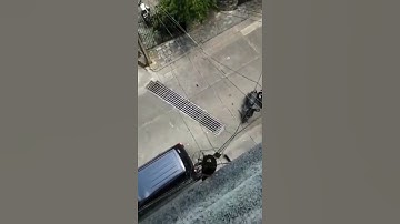 Rat Comes Out of Drawer and Jumps Down Balcony From Considerable Height - 1353489