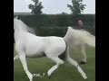 حالات واتس اب خيل