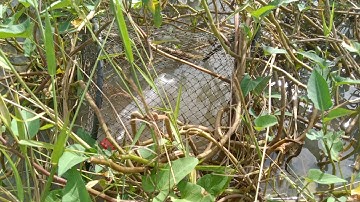 Quay Trở Lại Thăm 14 Cái Lờ Cá Thành Quả Sẽ Ra Sau 