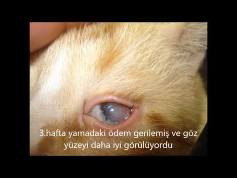 Video: Kedilerde Protozoan Enfeksiyonu (Trichomoniasis)