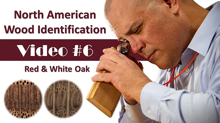 North American Wood Identification #6 - Red Oak & White Oak