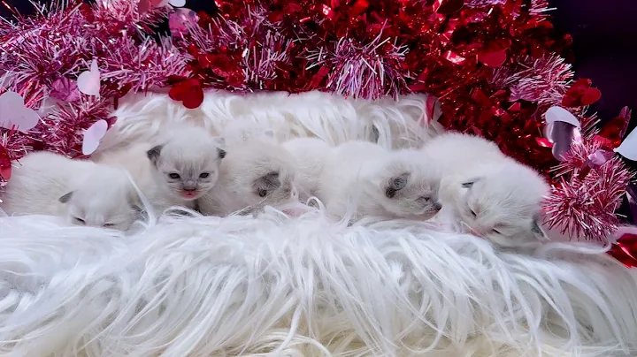 Watch the video about Six Little Snowflakes! 🐱💘🍼 Newborn Ragdoll Kittens