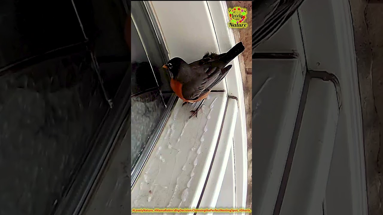 MAMA ROBIN’S BIG DECISION: CHOOSING THE PERFECT NESTING SPOT 