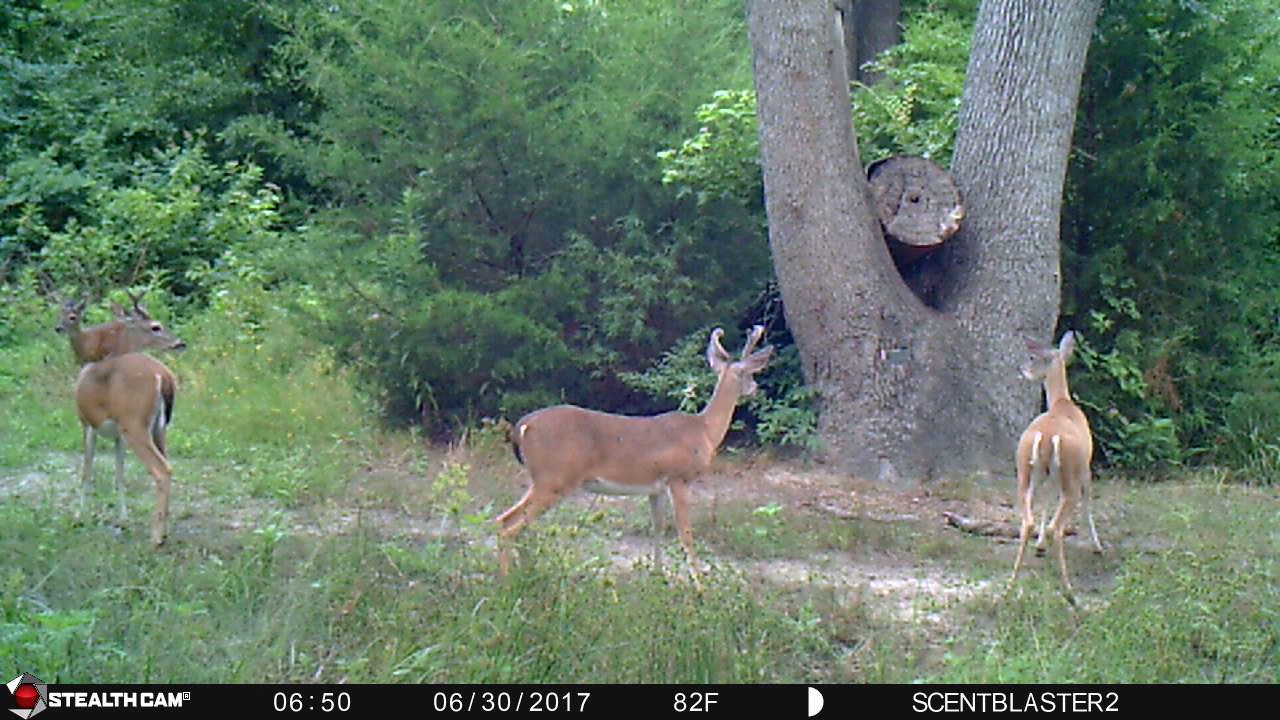 ScentBlaster™ Attracts Game