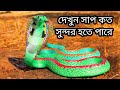 ৬টি সবচেয়ে সুন্দর সাপ।  যে সাপগুলি আপনি পোষা প্রাণী হিসাবে রাখতে পারবেন না।