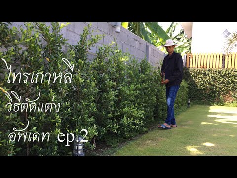 รั้วต้นไม้ไทรเกาหลี ep.2 อัพเดท (วิธีตัดแต่ง) | kai siamrut