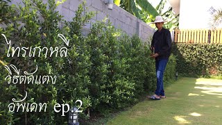 รั้วต้นไม้ ไทรเกาหลี ep.2 อัพเดท 5 เดือน (วิธีตัดแต่ง) | kai siamrut