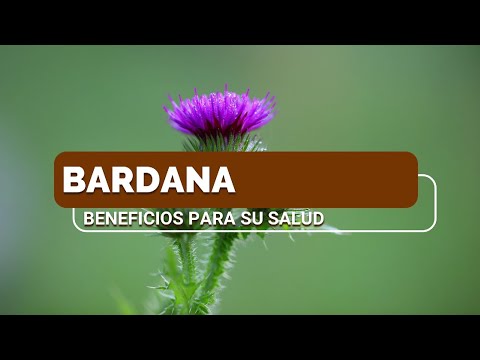 Vídeo: Propòsit Alimentari De Bardana