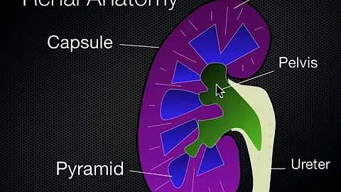 Kidney and Bladder Ultrasound - DayDayNews