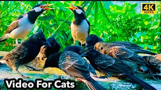 NEW VIDEO | Cat TV for Cats to Watch | Birds Chirping | Videos for Cats | Birds for Cats EP11