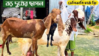 বড় বিটল ছাগলের দাম জানুন।কম দামে সেরা ছাগল কিনুন।