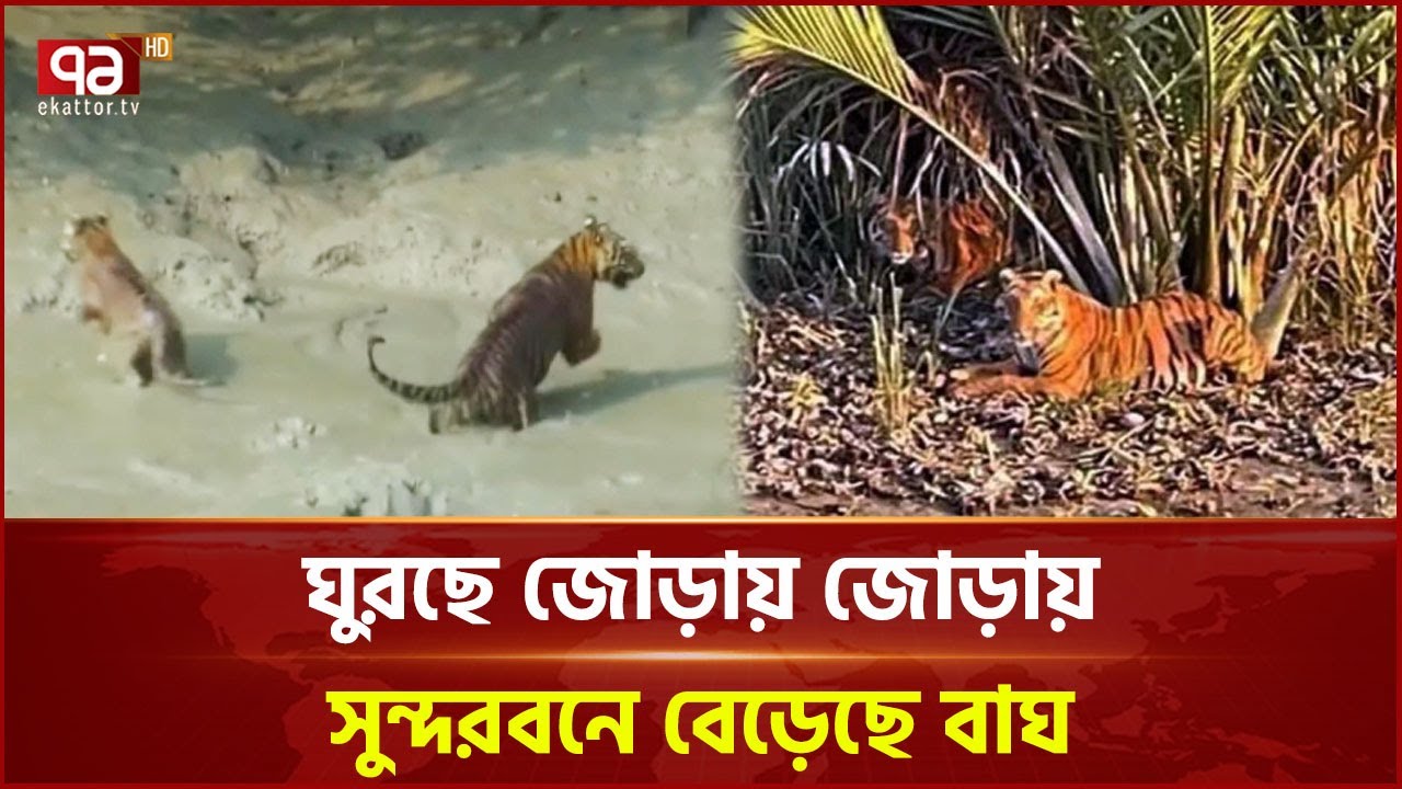 সুন্দরবনে চোখের সামনে ঘুরে বেড়াচ্ছে বাঘ | Tiger | Sundarbans | Ekattor TV