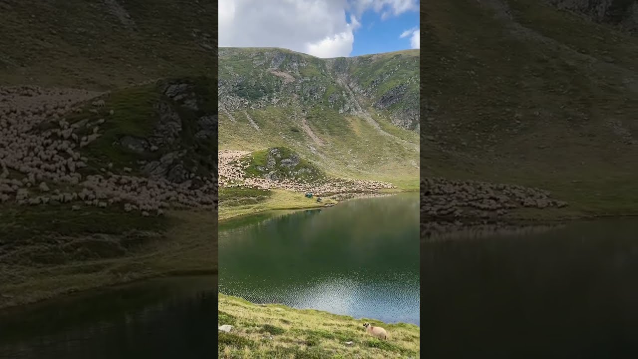 Shepherd Life Alpine Lake Sheep Grazing By Mountain In The Mountains