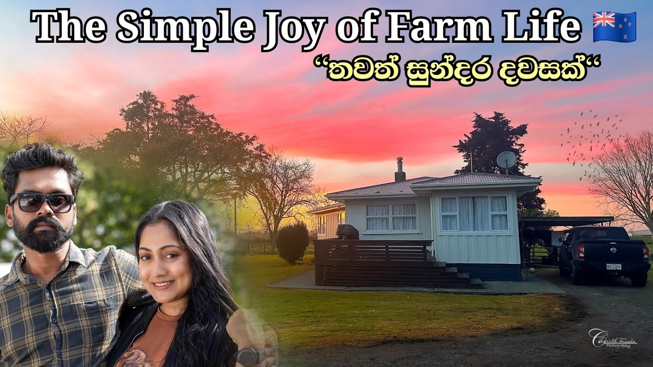 ෆාම් එකේ ලස්සන දවසක් | බලන්න  ලස්සන  | Dairy Farming Life In Newzealand  🐄 🇳🇿
