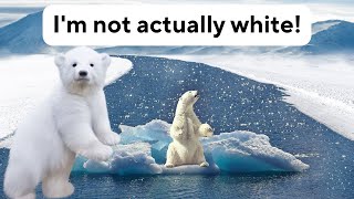 20 Unusual Facts about Polar Bears You Won't Hear Everywhere. Concise, Clear, and Educational!