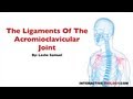 Acromioclavicular Joint Ligaments Quiz