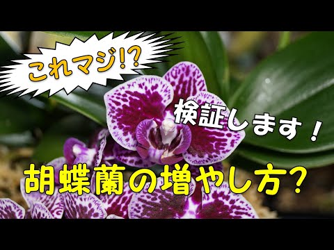 胡蝶 蘭 の 数え 方 胡蝶 蘭 の 数え 方