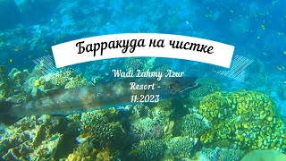Барракуда на чистке - Barracuda cleaning. Wadi Lahmy Azur/ 11.2023_ 4K