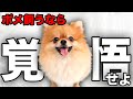 【解説】迎える前に1度見て!ポメラニアンの魅力や注意点について教えます!