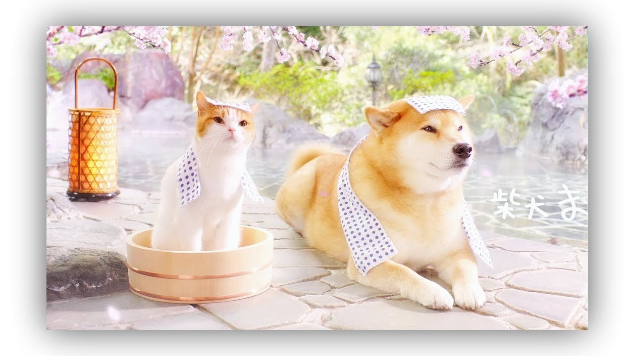 JAPANESE COMMERCIAL RAW BATCH 