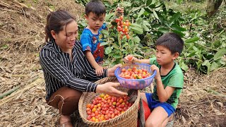 Harvesting specialty fruits to sell, buying fish fingerlings to stock ponds - DANG THI DU