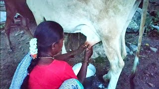 Girl cow milking for village girl/cow videos/cow milk