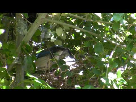 Scrub Jay Chicks Prepare to Leave Nest raw footage 5-10-2015 (15 clips) V18576