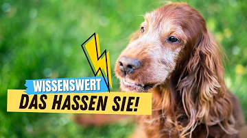 Welchen Geruch mögen Hunde am liebsten?