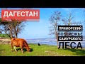 Побережье Самурского леса. Приморский. Дагестан