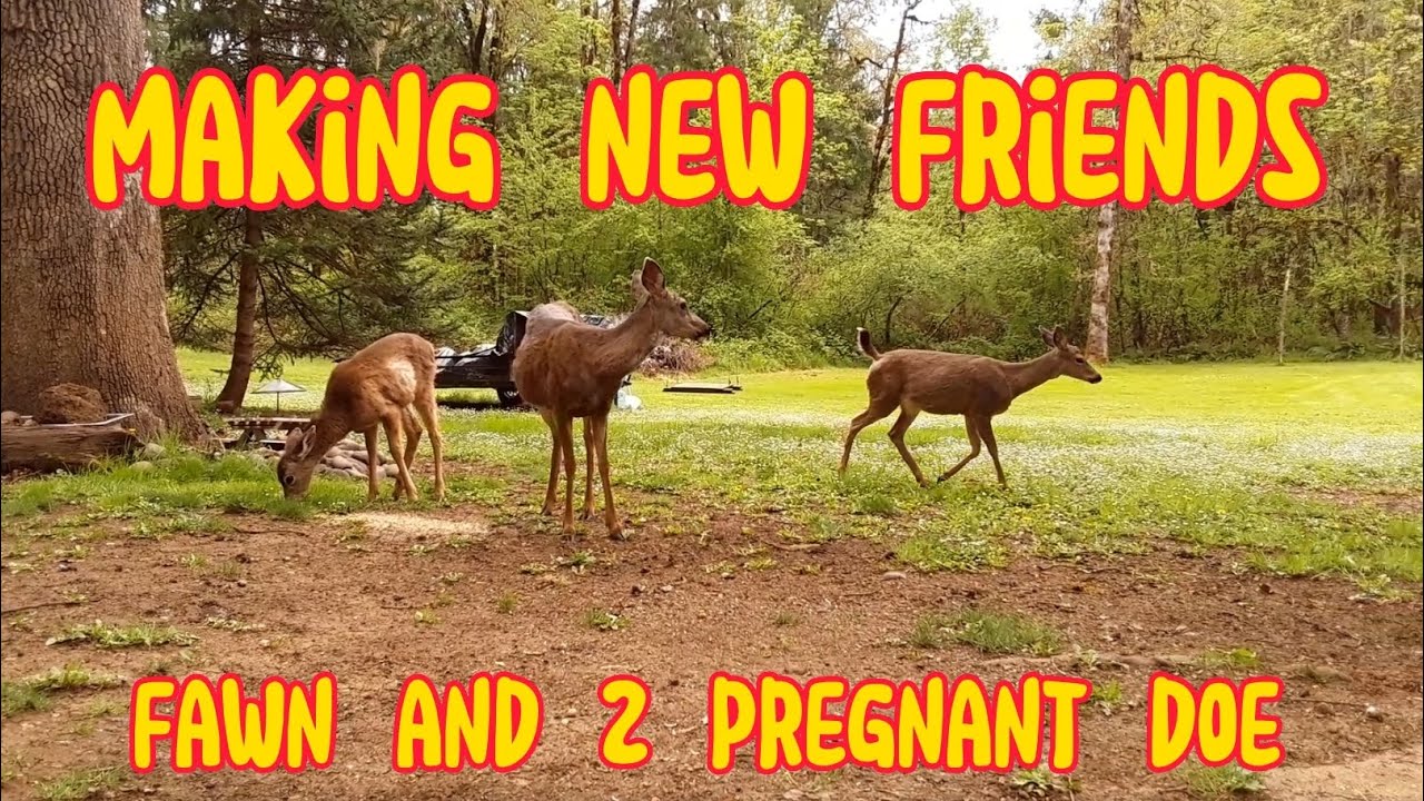 Making New Friends YouTube