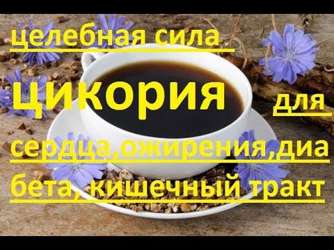 лечение цикорием сердца ожирение диабет