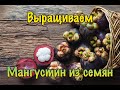 Выращиваем Мангустин (мангостан) из семян