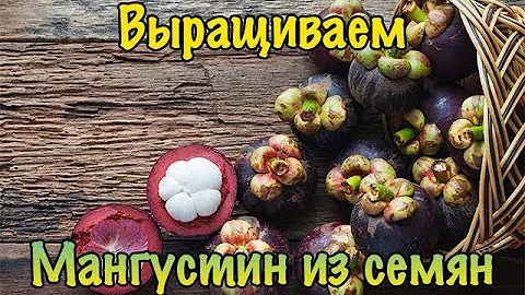 Выращиваем Мангустин (мангостан) из семян