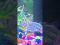 rainbowfish , fishe  # go viral , # apg11