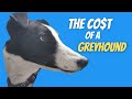 The cost of a Greyhound