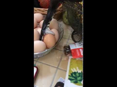 ORIGINAL: Kitchen Spice Cabinet Snake: And Then THIS Descended into our Kitchen Egg Basket...