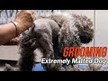 Grooming an EXTREMELY matted dog.