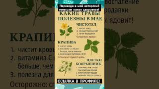 Самые полезные травы в майский период!