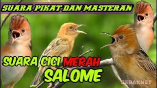 SUARA PIKAT CICI MERAH ||SUARA BURUNG SALOME