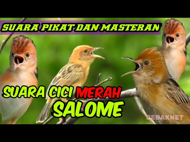 SUARA PIKAT CICI MERAH ||SUARA BURUNG SALOME class=