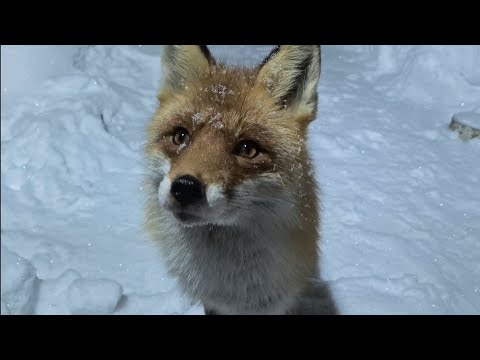 (1221)Лиса приходит в гости. Февраль  2026