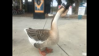 Beautiful African Geese