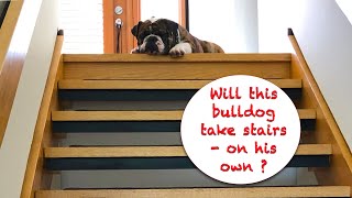 How to negotiate with a puppy bulldog about the stairs? #RockyTheBulldog-Feb14 by RockyTheBulldog 302 views 5 months ago 3 minutes, 12 seconds