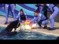 Makani gets his birthday cake at SeaWorld San Diego 2-14-15