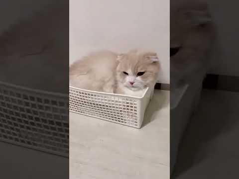 それは狭すぎでは…?という箱に入る猫🐈 #スコティッシュフォールド